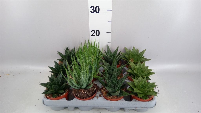 <h4>Aloe   ...mix</h4>