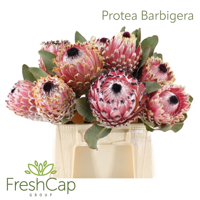 Protea Barbigera