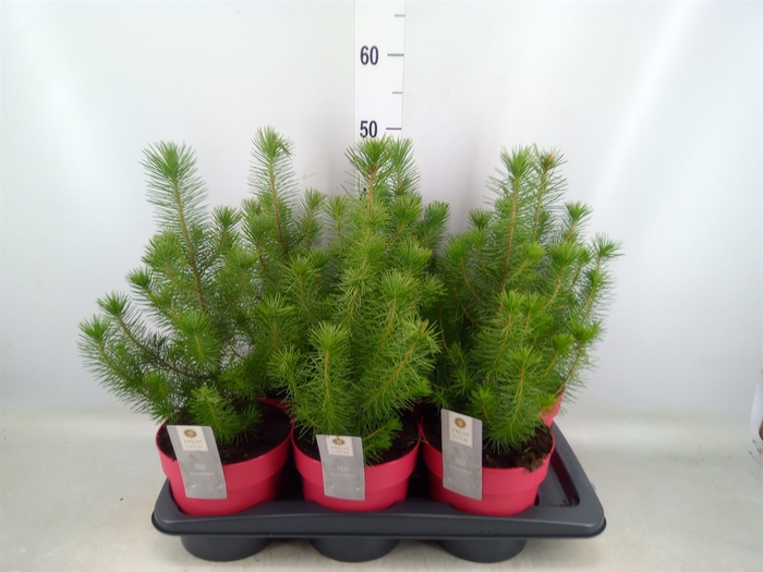 <h4>Pinus pinea 'Silver Crest'</h4>