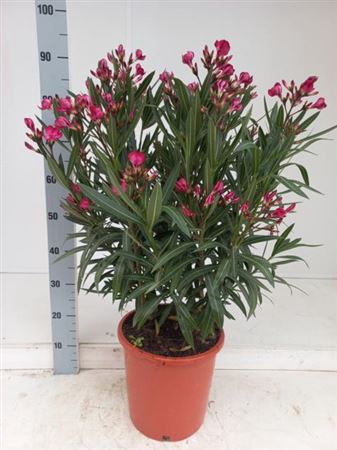 <h4>Nerium Oleander Red</h4>