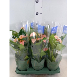 Anthurium andr. 'Joli Peach'