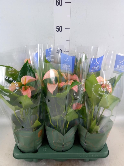 <h4>Anthurium andr. 'Joli Peach'</h4>