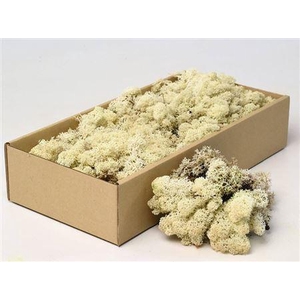 Reindeer Moss Natural Grey 500gr.