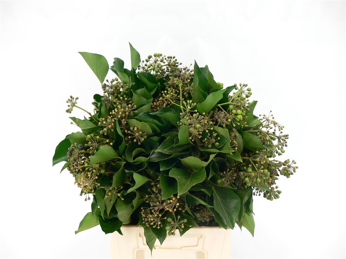 Hedera Bp