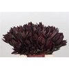 Leucadendron Saf Sunset Dark R.