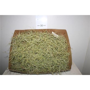 Till Usneoides Stukken Prijs Per Doos