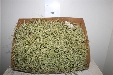 <h4>Till Usneoides Stukken Prijs Per Doos</h4>