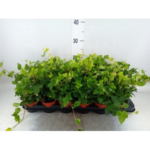 Hedera helix