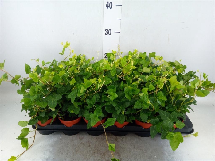 <h4>Hedera helix</h4>