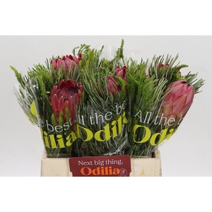 BQ Protea Silvia SFB