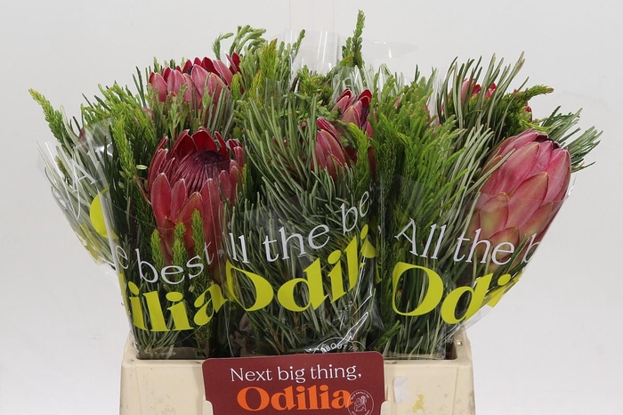 <h4>BQ Protea Silvia SFB</h4>