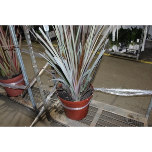 ANANAS P45