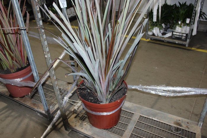 <h4>ANANAS P45</h4>