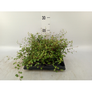 Muehlenbeckia com. 'Mao'ri'