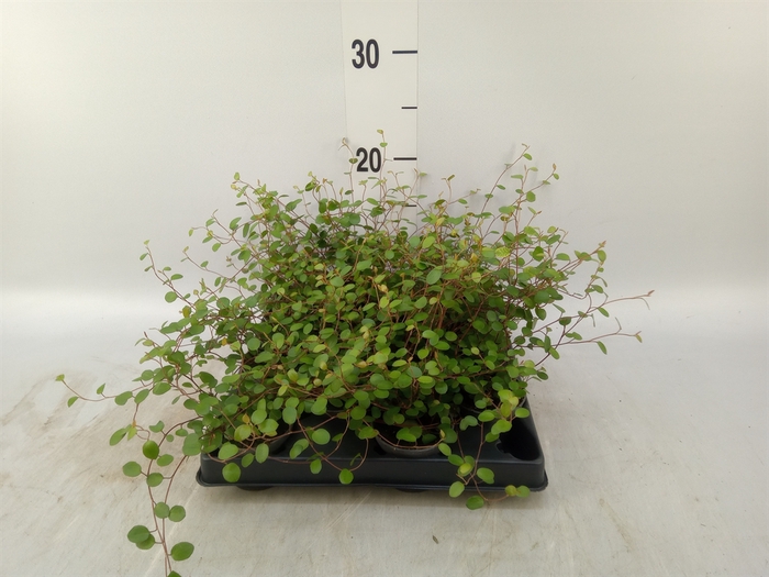 <h4>Muehlenbeckia com. 'Mao'ri'</h4>
