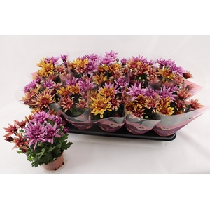 CHRYS ART JEF GEM IP