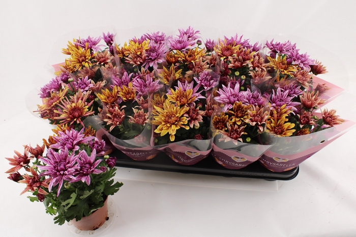 <h4>CHRYS ART JEF GEM IP</h4>