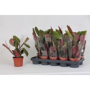 Maranta leuc. 'Fascinator'