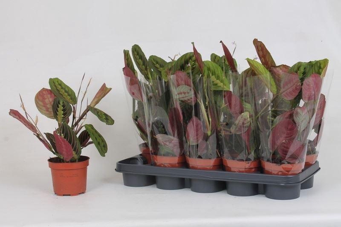 <h4>Maranta leuc. 'Fascinator'</h4>