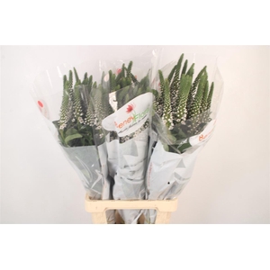 Lysimachia Moonlight