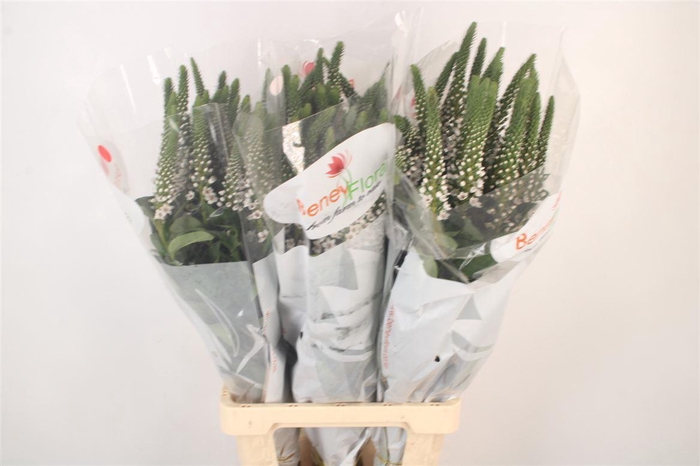 <h4>Lysimachia Moonlight</h4>