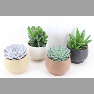arr3 OV - Ker. Delhi succulent