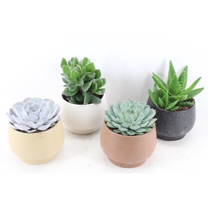 arr3 OV - Ker. Delhi succulent