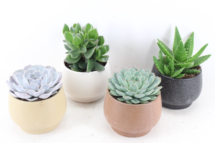<h4>arr3 OV - Ker. Delhi succulent</h4>