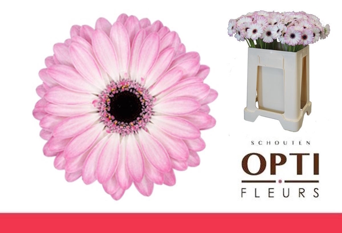 <h4>Germini Lollipop Water</h4>