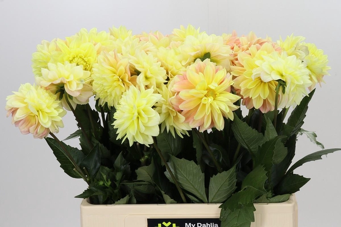 <h4>Dahlia Giovanna</h4>
