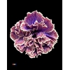 Dianthus St Passion