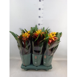 Guzmania  'Fiero Yellow'