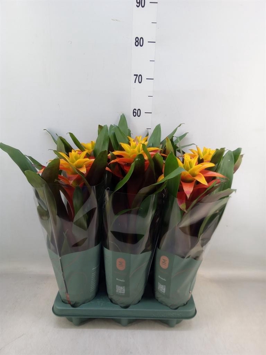 <h4>Guzmania  'Fiero Yellow'</h4>