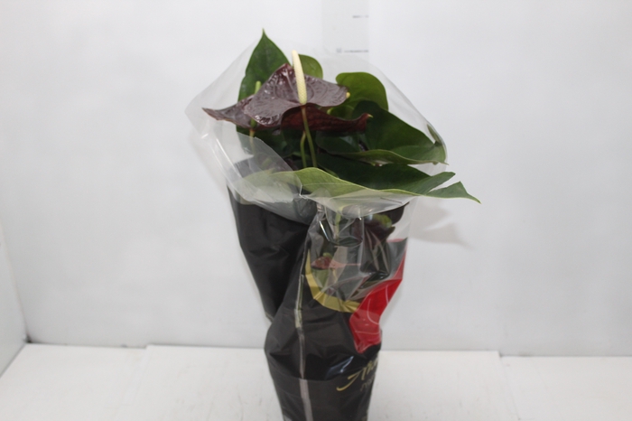 <h4>ANTHURIUM SEMPRE P17 PREMIUM</h4>