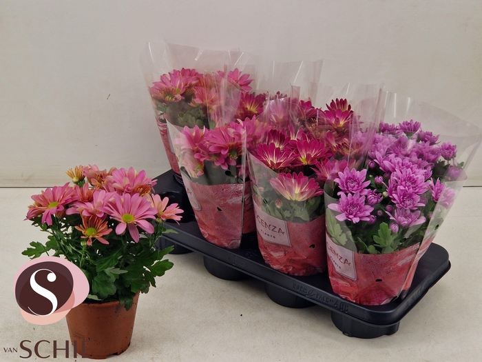 <h4>CHRYS GEM 3 KL</h4>