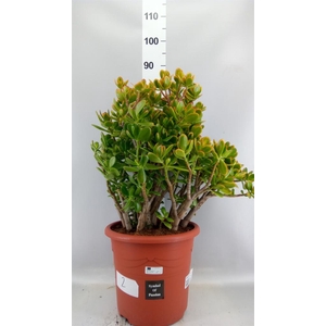 Crassula ovata 'Sunset'