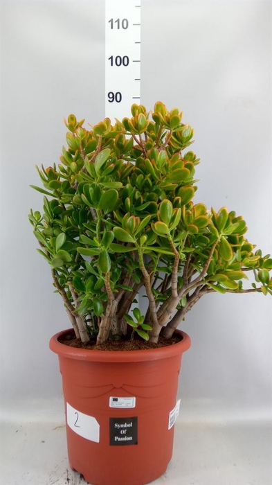 <h4>Crassula ovata 'Sunset'</h4>