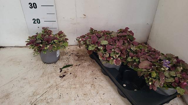 <h4>AJUGA R BURGUNDY GLO</h4>