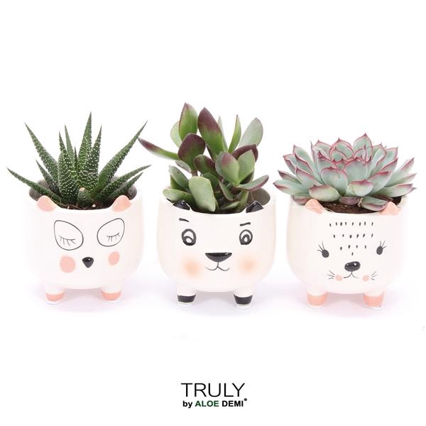 <h4>TRULY Succulent, Animal White</h4>