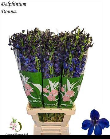 <h4>Delph En Donna</h4>