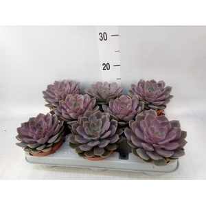Echeveria   ...