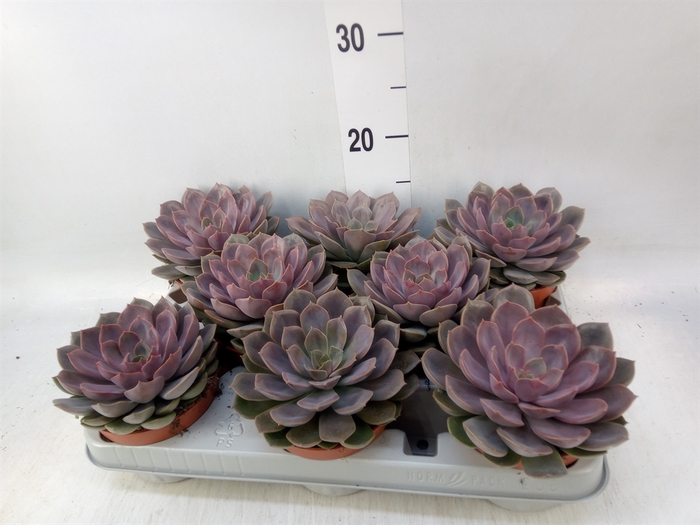 <h4>Echeveria   ...</h4>