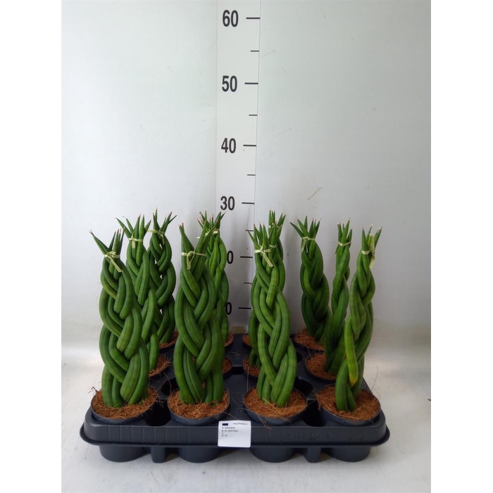 <h4>Sansevieria cyl. ...</h4>