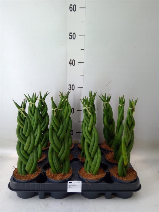 Sansevieria cyl.  ...