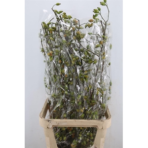 Rosa Zaffiro 100cm Ptk