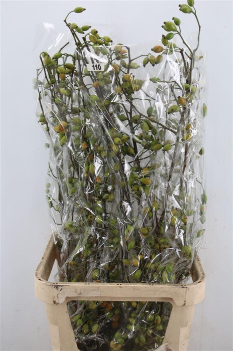 <h4>Rosa Zaffiro 100cm Ptk</h4>