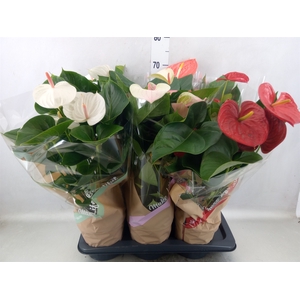 Anthurium   ...mix 4