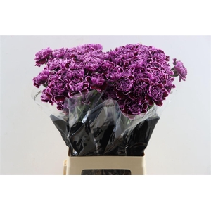 Di St Nobbio Crochet