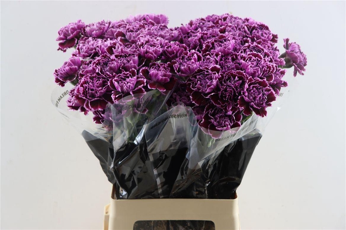 <h4>Di St Nobbio Crochet</h4>