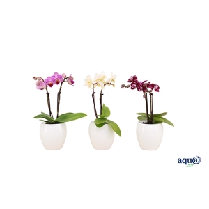 Lisa White Tiny Dolls Mix 2T10+ Aqu@